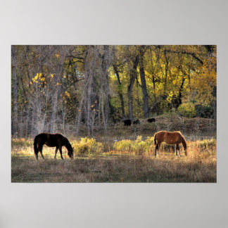 Horses with Bears in Background Photo Poster