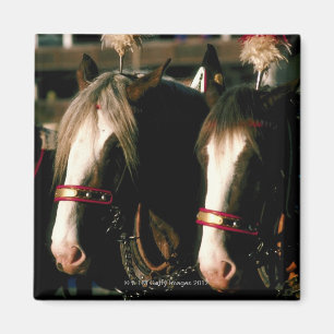 Horses with headdresses magnet