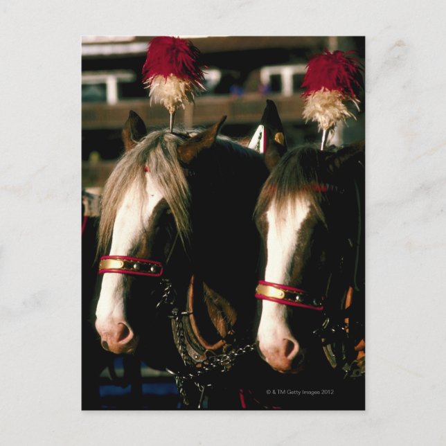 Horses with headdresses postcard (Front)