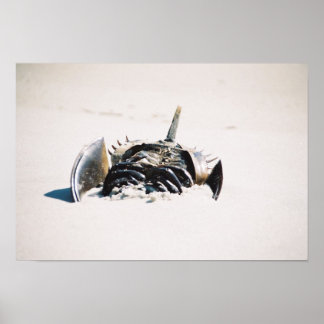 Horseshoe carb poster