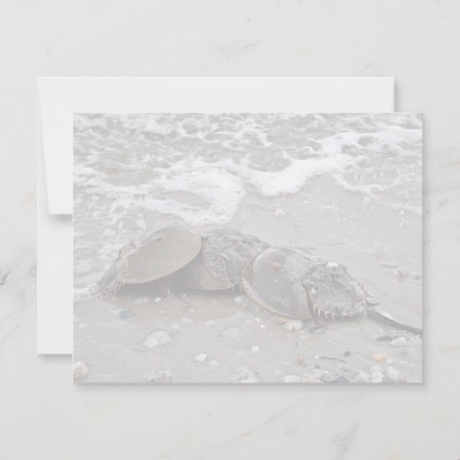 Horseshoe Crab (Front)