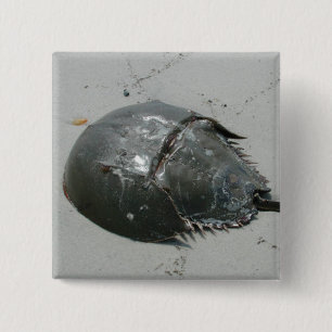 Horseshoe Crab 15 Cm Square Badge