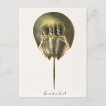 Horseshoe Crab, Arthropod, James Ellsworth De Kay,