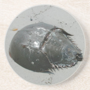Horseshoe crab coaster