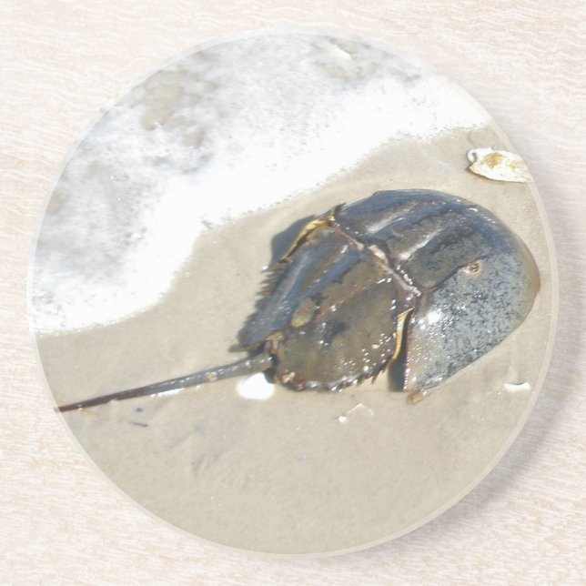Horseshoe Crab Coaster (Front)