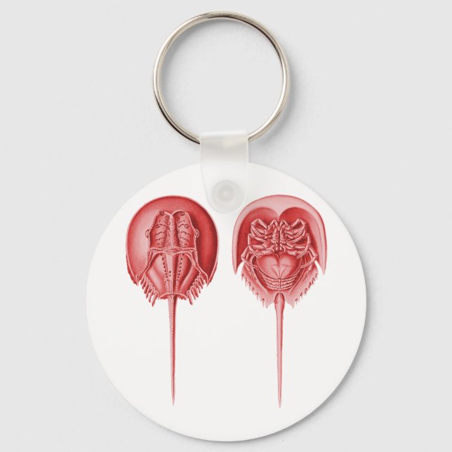 Horseshoe Crab Key Ring (Front)