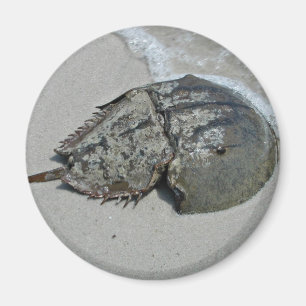 Horseshoe Crab - male Magnet