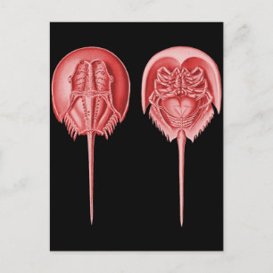 Horseshoe Crab Postcard
