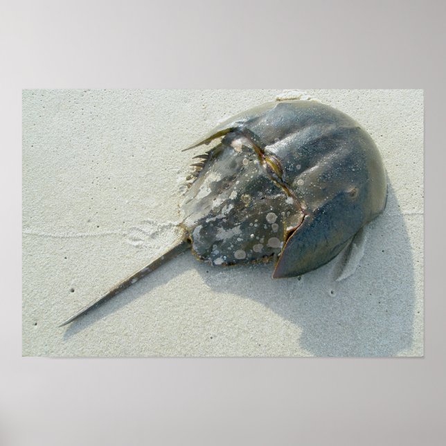 Horseshoe Crab Poster (Front)