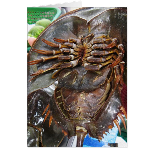 Horseshoe Crab ... Thai Asian Street Food (Front)