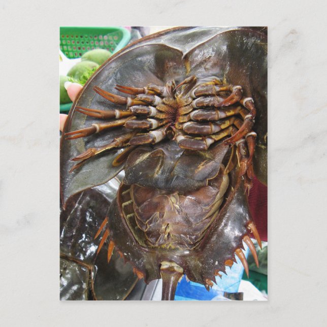Horseshoe Crab ... Thai Asian Street Food Postcard (Front)