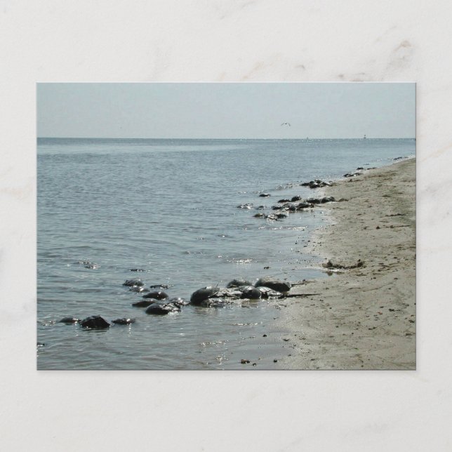 Horseshoe Crabs along beach Postcard (Front)