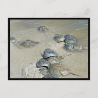 Horseshoe Crabs in water
