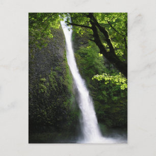 HorseTail Falls Postcard