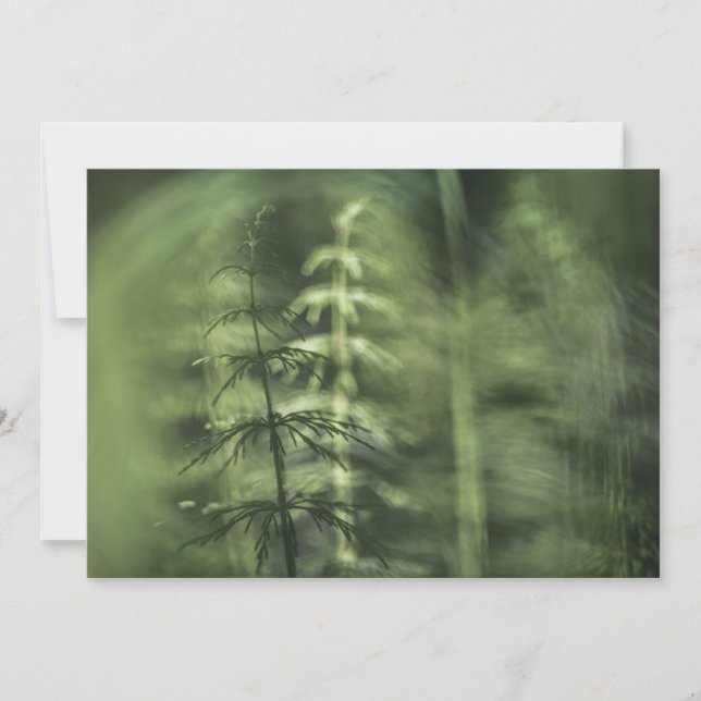 Horsetail Nature Photo Card (Front)