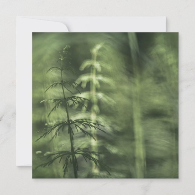 Horsetail Nature Photo Card (Front)