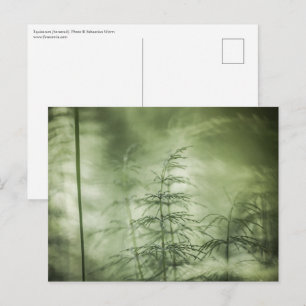 Horsetail Nature Photo Postcard