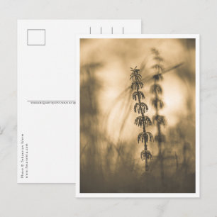 Horsetail Sepia Nature Photo Postcard