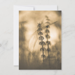Horsetail Sepia Photograph Card