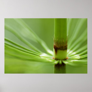Horsetail, Stanley Park British Columbia Poster