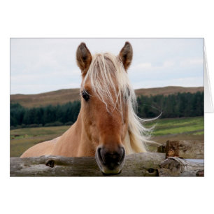 Horsie