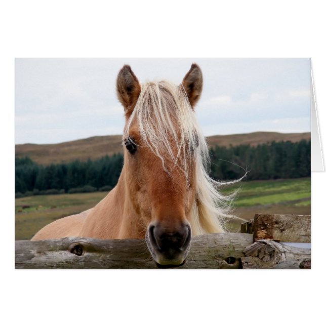 Horsie (Front Horizontal)
