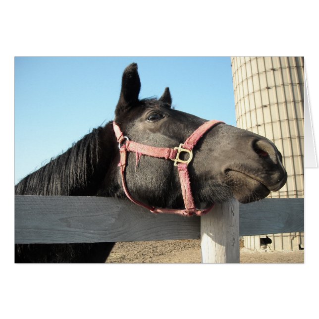 Horsing Around (Front Horizontal)