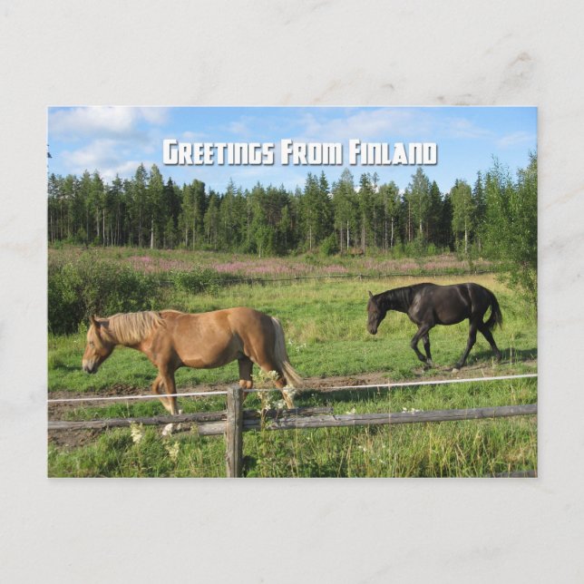Horsing around in the Finnish Countryside Postcard (Front)