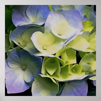 Hortensia Blossom Botanical Art Blue And Yellow  Poster