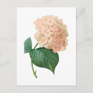 hortensia(Hydrangea sp.) by Redouté Postcard