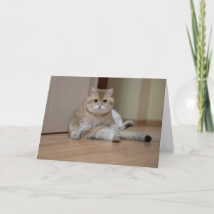 Hosico is sitting on the floor card
