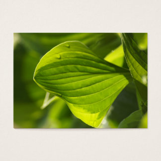 Hosta 1