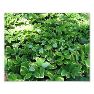 Hosta Bed Photo Print