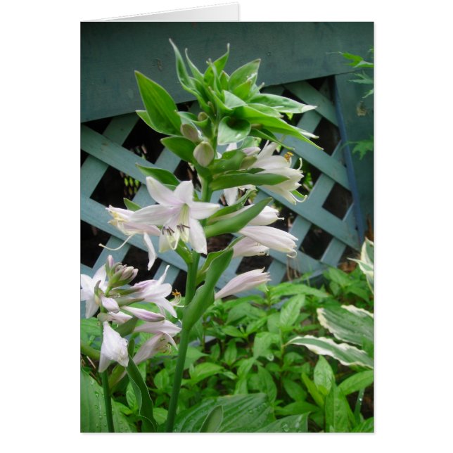 Hosta bells (Front)