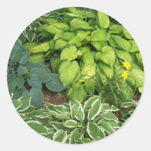 Hosta Classic Round Sticker