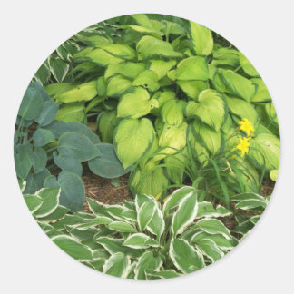 Hosta Classic Round Sticker