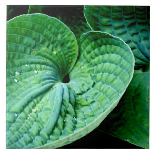 Hosta Heart Tile