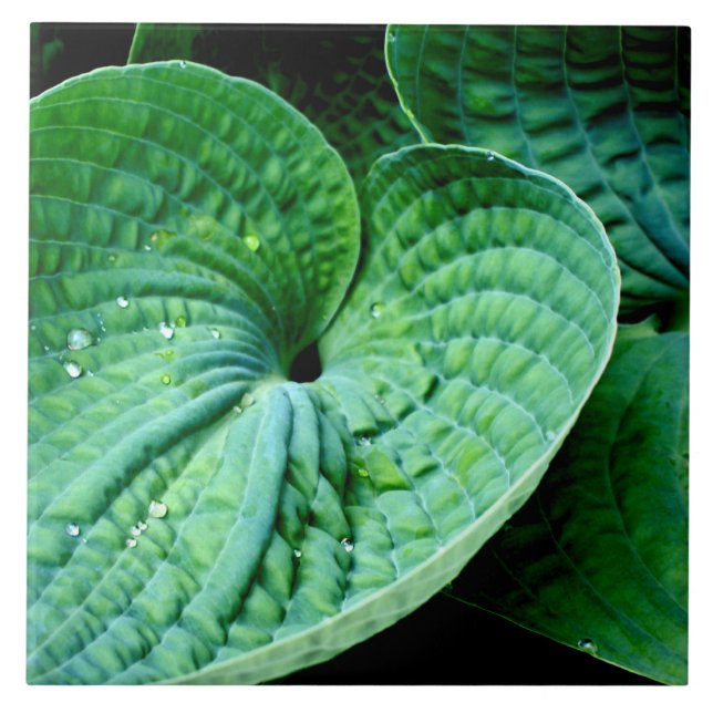 Hosta Heart Tile (Front)