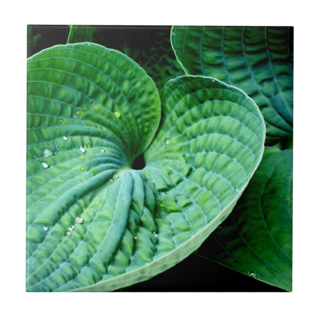 Hosta Heart Tile (Front)