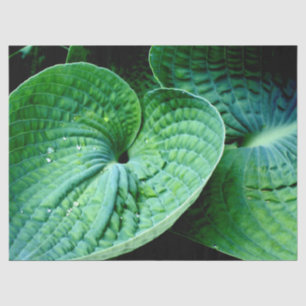 Hosta Heart Tissue Paper