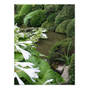 Hosta in a Zen Garden Photo Print