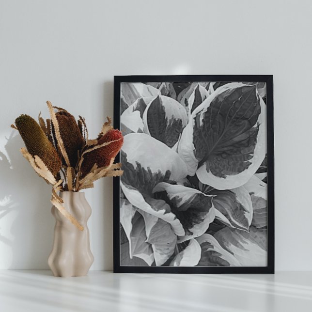 Hosta Leaves Black and White Poster (In Situ)