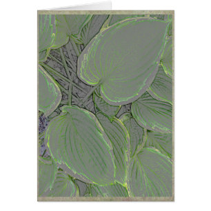 Hosta leaves in a summer garden