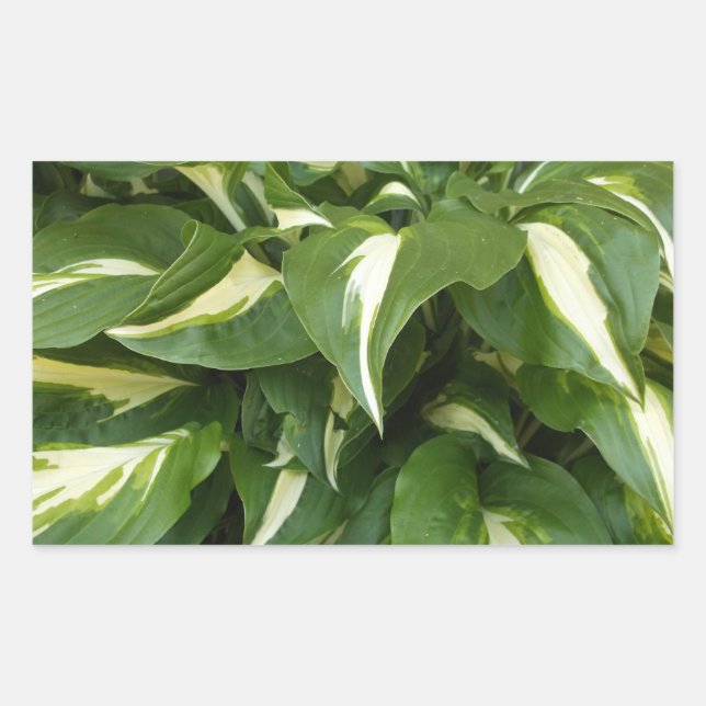 Hosta Leaves Rectangular Sticker (Front)