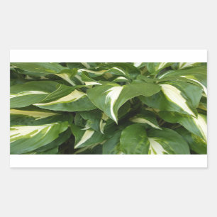 Hosta Leaves Rectangular Sticker