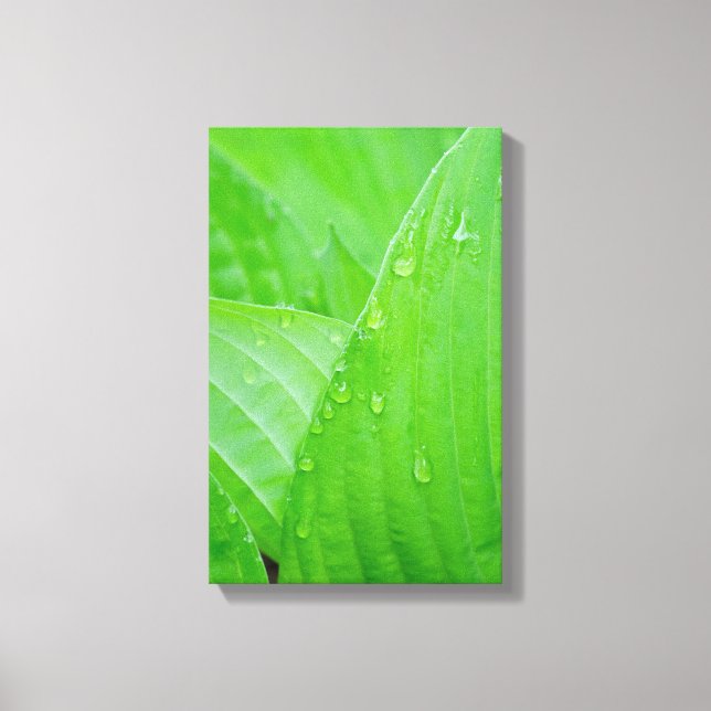 Hosta Leaves Water Droplets Canvas Print (Front)