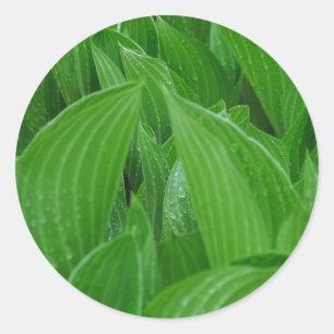 Hosta Leaves with Raindrops Stickers