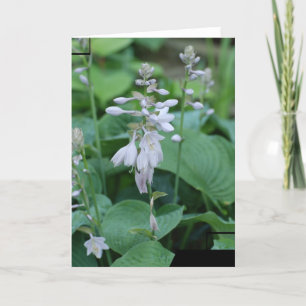 Hosta Plant Greeting Card