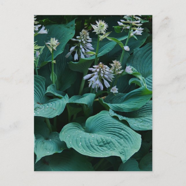 Hosta Postcard (Front)