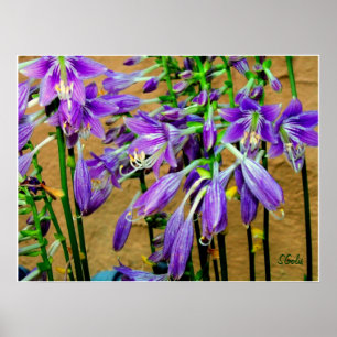 Hosta Purple  Flower Garden Poster